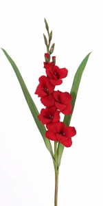 Gladiool (Zwaardlelie) (Gladiolus) 83cm